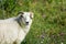 Wild animals with broken horns- sheep portrait. Farmland View of a Woolly Sheep in a Green Field