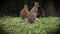 Wild animals in captivity in zoo, two pretty kangaroos sitting and looking