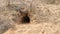 Wild animals cave in desert area