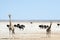 Wild animals in Etosha National park with severe drought. Two giraffes, herd of gnus and ostrich. Namibia