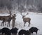 Wild animals feeding on snow