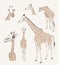 Wild animals. giraffe