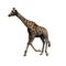 Wild animals - giraffe - isolated on white background