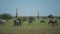 Wild animals in nature. Zebras and giraffes walk across the field in hot summer day in Africa.