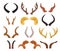 Wild animals sharp horns in pairs, hunting trophy set