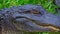 Wild animals in the swamps near New Orleans - alligator - travel photography