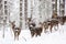 Wild animals in their natural habitat. Spotted Cervus deer family in deep snow in winter forest