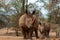 Wild animals. Two white Rhinos grazing in Etosha National park, Namibia