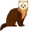 Wild animals Vector illustration Pine Marten Isolated object Geometric style