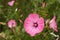 Wild Annual Mallow flowers - Lavatera trimestris