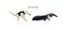 Wild anteater isolated animal cartoon set