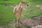 Wild antelope horse walks in zoo aviary yard on green grass