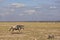 Wild antelopes in the African savannah. On the yellow dry grass stands a wildebeest