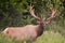 Wild Antlered bull Elk or Wapiti & x28;Cervus canadensis& x29; grazing, crossing the road in Banff National Park Alberta Canada