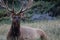 Wild Antlered bull Elk or Wapiti (Cervus canadensis) resting in the wildgrass, Banff National Park Alberta