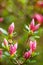 Wild Appalachian Mountain Pink Azalea Buds