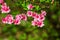 Wild Appalachian Mountain Pink Azalea Flowers