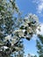 wild apple blossom branches with white flowers dissolve