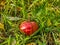 Wild apple caught in the grass