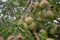 Wild apple tree in the forest. Apples on the tree. Apple tree