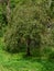 Wild apple tree in a garden, fruit tree