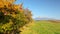 Wild apple tree next to green grass field, mount Krivan Slovak symbol with clear sky in distance on sunny autumn day