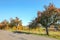 Wild apple trees with red fruits growing by the asphalt road, clear autumn sky in background