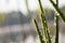 Wild aquatic plant horsetail, Equisetum, in forest lake