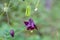 Wild Aquilegia aka granny`s bonnet or columbine burgundy flower in the family Ranunculaceae