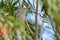 Wild Arabian Babbler portrait