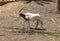 Wild Arabian Oryx