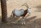 Wild Arabian Oryx