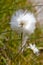 Wild arctic cotton flower growing in Greenland