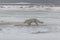 Wild arctic fox Vulpes Lagopus in tundra in winter time