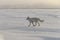 Wild arctic fox Vulpes Lagopus in tundra in winter time