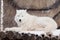 Wild arctic wolf is lying on wooden logs. Animals in wildlife. Polar wolf or white wolf.