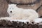 Wild arctic wolf is lying on wooden logs. Animals in wildlife. Polar wolf or white wolf.