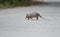 Wild armadillo crossing a road
