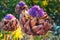 Wild artichoke flowers blooming