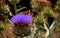 Wild artichoke in full bloom