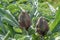 Wild artichoke vegetable plant view in agricultural farming field,healthy food ingredient cultivation