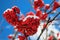 Wild ashberry on blue sky autumn background scenic close up