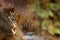 Wild Asia. Tiger walking in stones. Indian tiger with first rain, wild animal in the nature habitat, Ranthambore, India. Big cat,