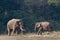 Wild Asian Elephant in Bardia, Nepal