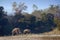 Wild Asian Elephant in Bardia, Nepal