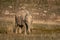 Wild asian elephant calf or tusker portrait walking head on with grass in his trunk at dhikala zone of jim corbett national park