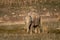 Wild asian elephant calf or tusker portrait walking head on with grass in his trunk at dhikala zone of jim corbett national park