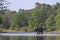 Wild asian elephant crossing the river at Bardia national park, , Nepal