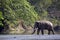 Wild asian elephant crossing the river at Bardia national park, , Nepal