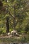 Wild asian elephant eating ash after controlled forest fire in natural green background at dhikala zone of jim corbett national